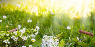 La cueillette des plantes sauvages médicinales Cueillette des plantes sauvages médicinales et aromatiques