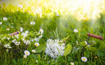 La cueillette des plantes sauvages médicinales Cueillette des plantes sauvages médicinales et aromatiques
