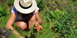 Associer les plantes au potager Associer les plantes au potager