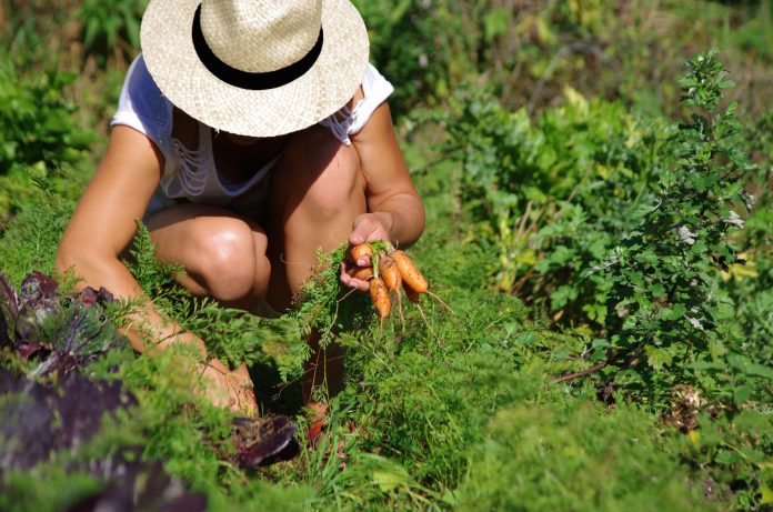 Associer les plantes au potager