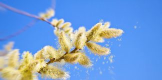 Une explosion de pollens allergisants alerte aux pollens allergisants : précautions et solutions naturelles