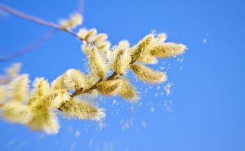 Une explosion de pollens allergisants alerte aux pollens allergisants : précautions et solutions naturelles