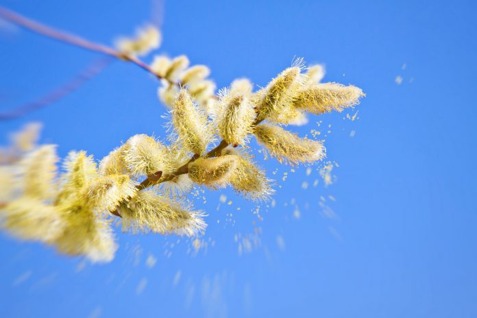 alerte aux pollens allergisants : précautions et solutions naturelles