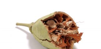 Une alternative saine et équitable aux sodas et jus industriels jus de fruit de baobab bio