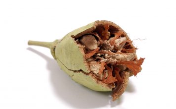 Une alternative saine et équitable aux sodas et jus industriels jus de fruit de baobab bio