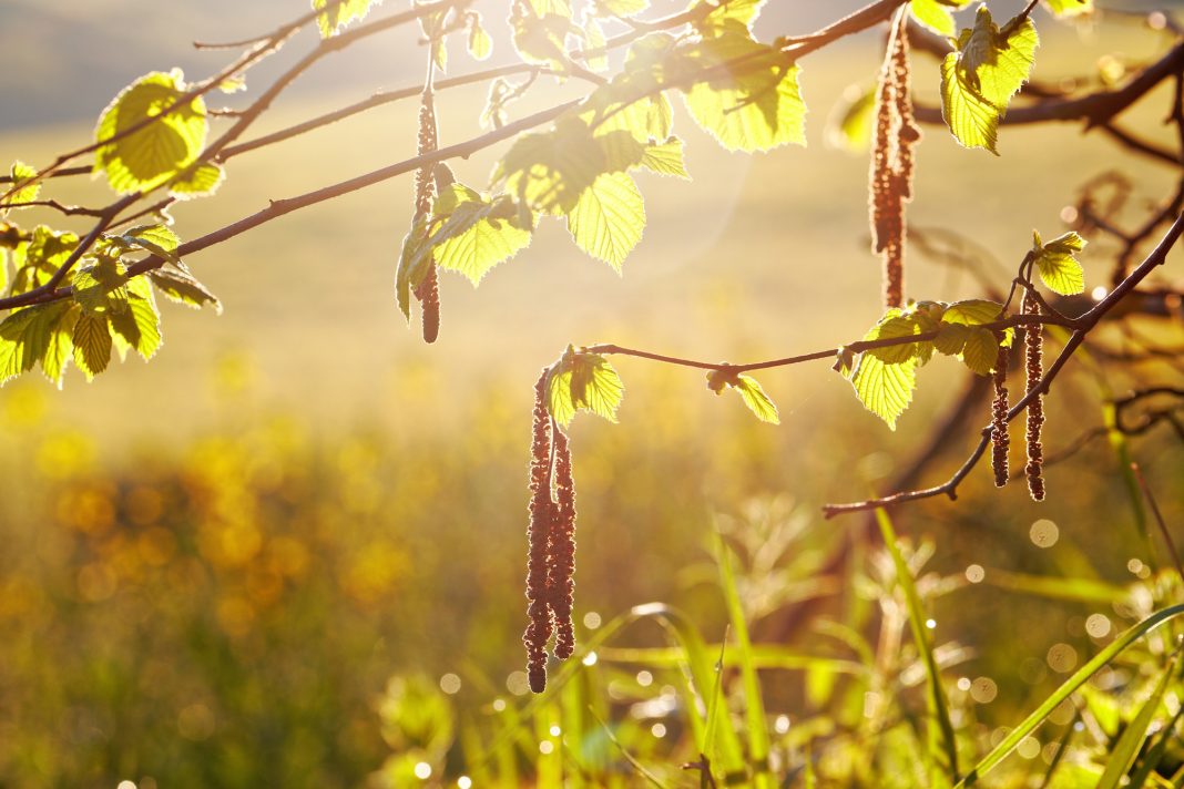 Bienfaits thérapeutiques du bois de noisetier Bienfaits thérapeutiques du bois de noisetier
