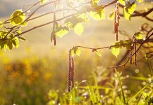 Un talisman thérapeutique pour toute la famille Bienfaits thérapeutiques du bois de noisetier
