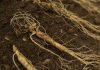 Peut-on cultiver du Ginseng chez soi ? Ginseng culture france