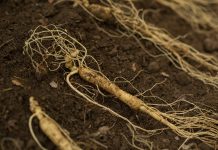 Peut-on cultiver du Ginseng chez soi ? Ginseng culture france