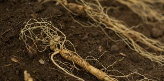 Peut-on cultiver du Ginseng chez soi ? Ginseng culture france