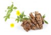 Les plantes anti-inflammatoires Potentilla erecta plante anti-inflammatoire