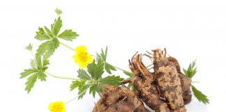 Les plantes anti-inflammatoires Potentilla erecta plante anti-inflammatoire