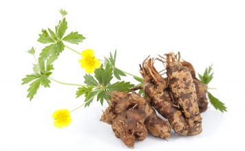 Les plantes anti-inflammatoires Potentilla erecta plante anti-inflammatoire