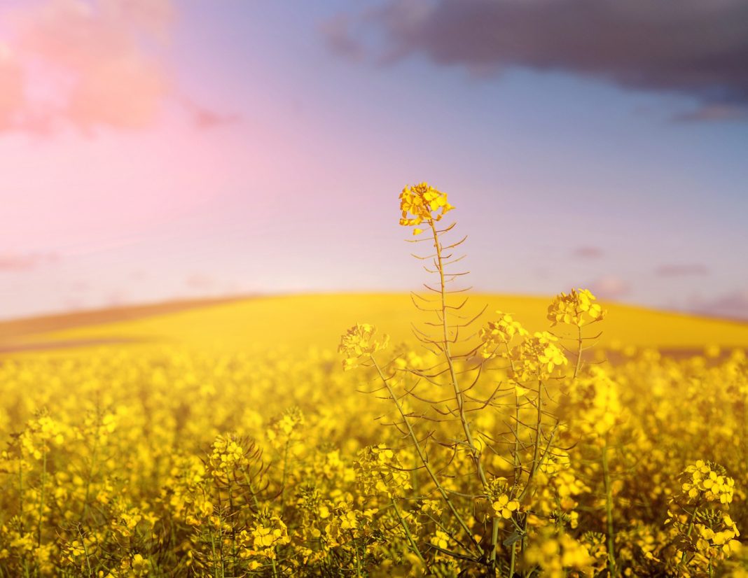 Elixir docteur bach moutarde Elixir docteur bach moutarde