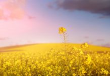 L’état « Mustard », ou les vertus cachées de la moutarde Elixir docteur bach moutarde