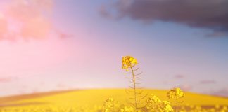 L’état « Mustard », ou les vertus cachées de la moutarde Elixir docteur bach moutarde