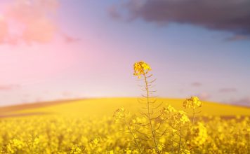 L’état « Mustard », ou les vertus cachées de la moutarde Elixir docteur bach moutarde