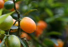 Un producteur de fruits exotiques bio partage son expérience Fruits exotiques bio