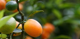 Un producteur de fruits exotiques bio partage son expérience Fruits exotiques bio