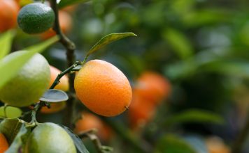 Un producteur de fruits exotiques bio partage son expérience Fruits exotiques bio