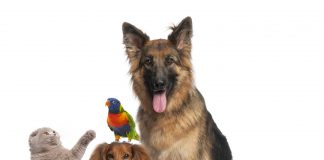 Les naturothérapies vétérinaires naturotherapies veterinaires