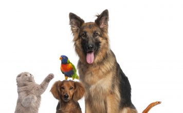 Les naturothérapies vétérinaires naturotherapies veterinaires