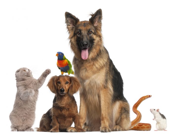 naturotherapies veterinaires