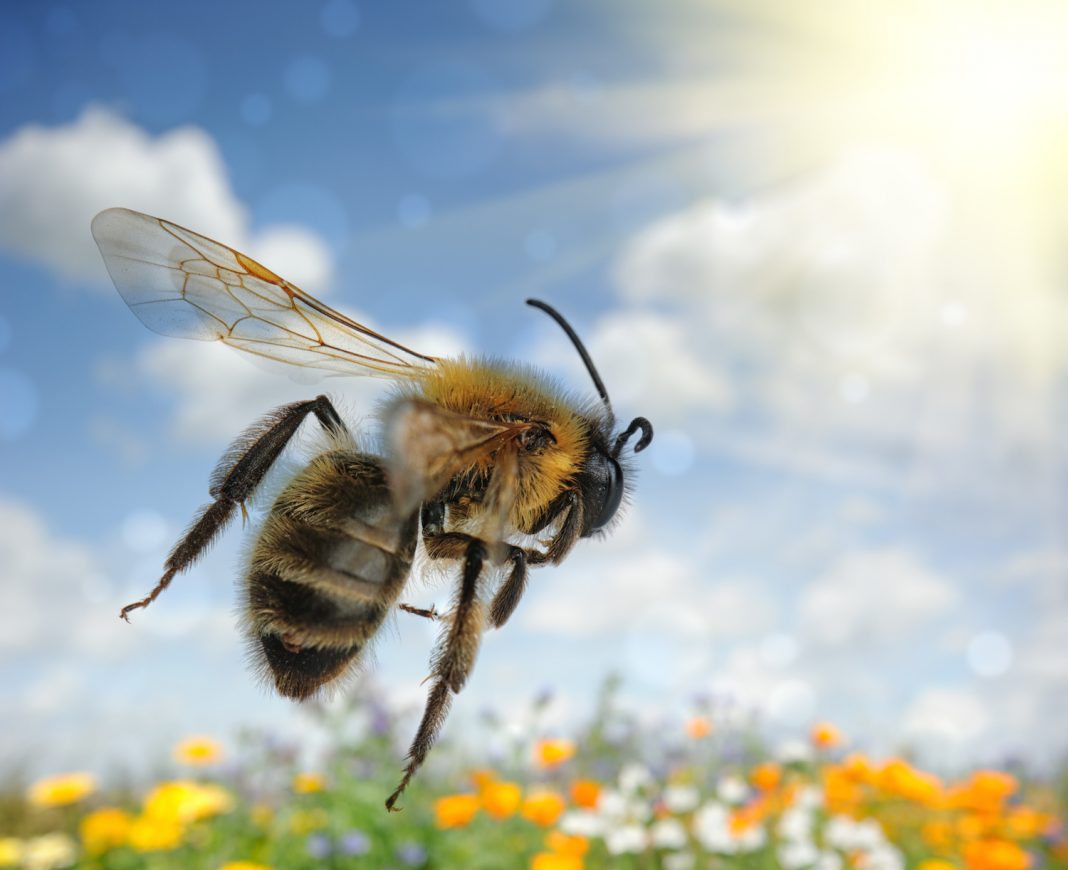 odyssee des abeilles et tresors de la ruche