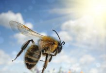 La fabuleuse odyssée des abeilles odyssee des abeilles et tresors de la ruche