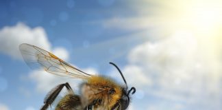 La fabuleuse odyssée des abeilles odyssee des abeilles et tresors de la ruche