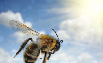 La fabuleuse odyssée des abeilles odyssee des abeilles et tresors de la ruche