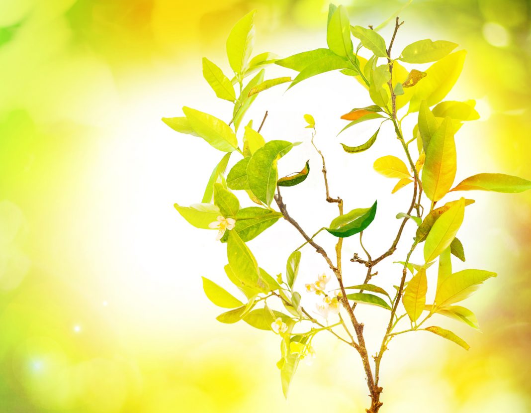 phytotherapie de la joie de vivre phytotherapie de la joie de vivre