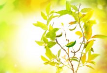 La phytothérapie de la joie de vivre phytotherapie de la joie de vivre