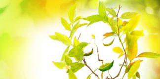 La phytothérapie de la joie de vivre phytotherapie de la joie de vivre