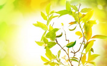 La phytothérapie de la joie de vivre phytotherapie de la joie de vivre