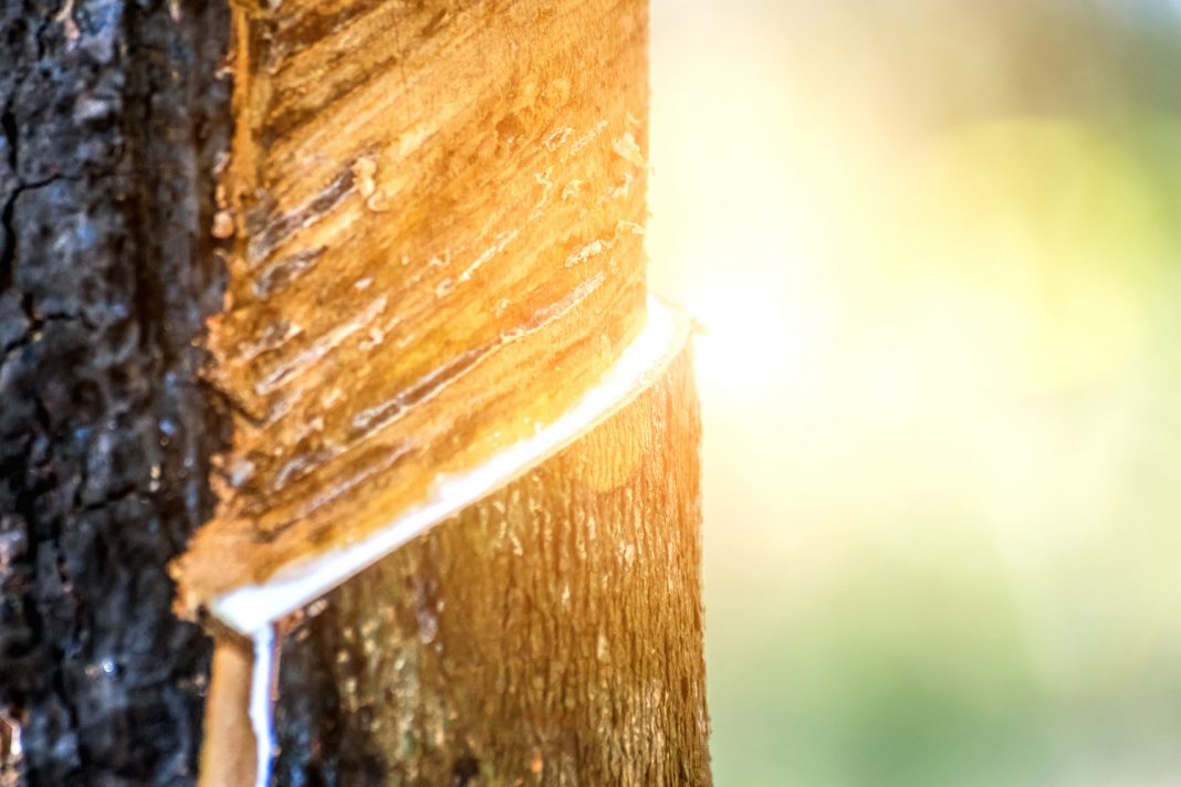 Lait d'hevea : matelas en latex naturel Lait d'hevea : matelas en latex naturel