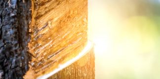 Le temple des rêves Lait d'hevea : matelas en latex naturel