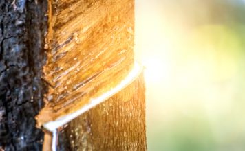 Le temple des rêves Lait d'hevea : matelas en latex naturel