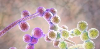 Du Candida à la candidose, mise à jour d’une maladie de civilisation du candida à la candidose : les remèdes naturels