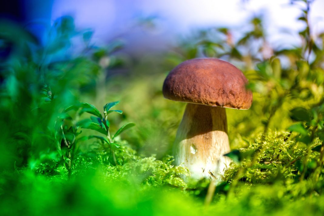 Cueillette de champignons Cueillette de champignons