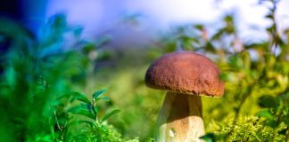 Les dessous des champignons Cueillette de champignons