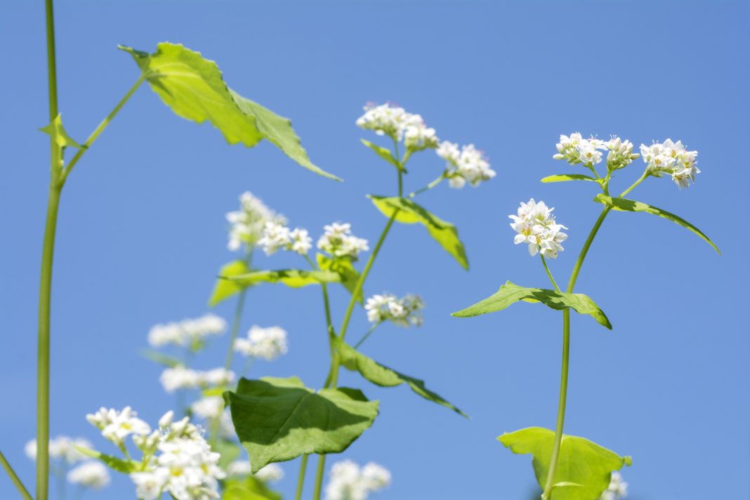 l'épinard d'Asie ou sarrasin vivace l'épinard d'Asie ou sarrasin vivace