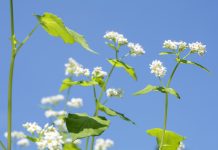 L’épinard d’Asie, un atout médicinal dans le potager l'épinard d'Asie ou sarrasin vivace