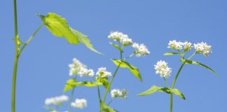 L’épinard d’Asie, un atout médicinal dans le potager l'épinard d'Asie ou sarrasin vivace