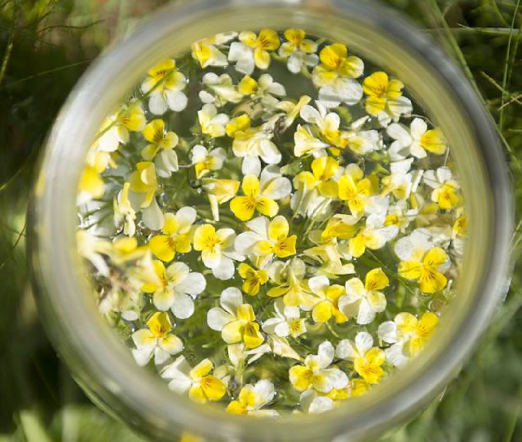 tm-maceration-fleur-flacon tm-maceration-fleur-flacon