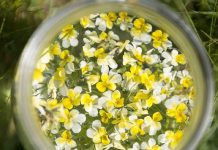 Herbiolys, de la passion des plantes à l’amour de la nature tm-maceration-fleur-flacon