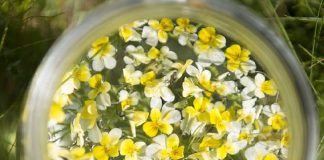 Herbiolys, de la passion des plantes à l’amour de la nature tm-maceration-fleur-flacon