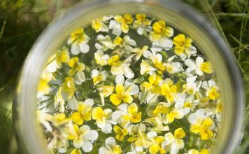 Herbiolys, de la passion des plantes à l’amour de la nature tm-maceration-fleur-flacon