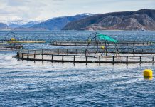 Le saumon, les omega 3 et les maladies cardiovasculaires élevage saumons pollution métaux lourds