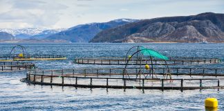 Le saumon, les omega 3 et les maladies cardiovasculaires élevage saumons pollution métaux lourds